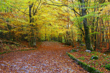 Autunno a S.Michele - molise