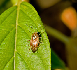 Mirid Bug