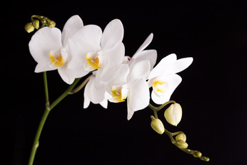 Fototapeta na wymiar Orchid na czarnym tle