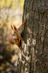 Wild squirrel.
