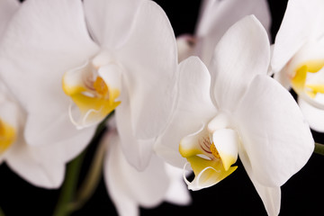 Orchid on black background