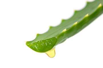 aloe