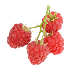 branch of ripe raspberries isolated