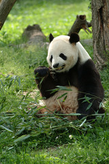 Obraz na płótnie Canvas Giant panda in a field eating grass by a tree