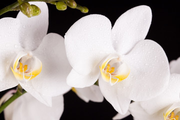 Orchid on black background