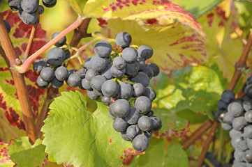 Weintrauben