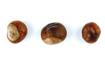 chestnut