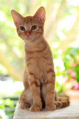 Katerchen