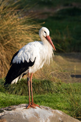 European white stork