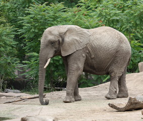 Fototapeta na wymiar Walking Elephant