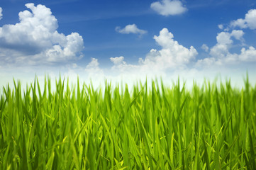 Green grass and sky.
