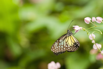 butterfly with green background