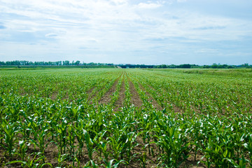 Fototapeta na wymiar Maize field