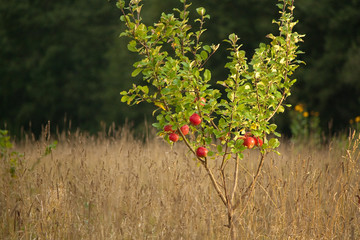 Small apple tree