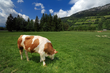 Fototapeta na wymiar Krowy w polu trawy