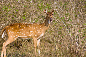 Chital Doe Eating