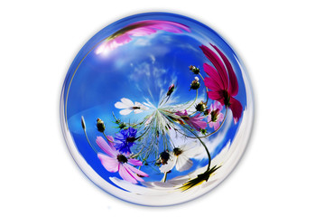 Glass ball with Garden Cosmos flowers