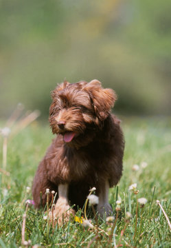 ballade champ&ecirc;tre pour un petit chien lion