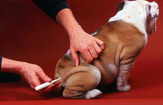 prise de remp&eacute;rature sur chiot bulldog anglais