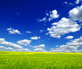 Fototapeta premium field