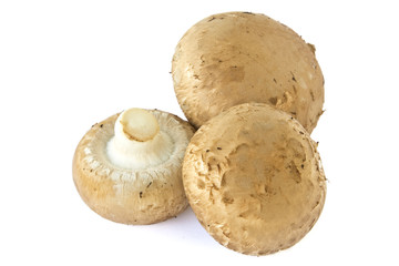 Champignons isoliert