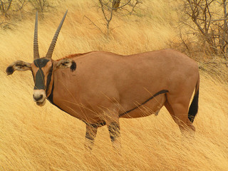 Oryx-Antilope in Kenia