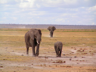 Elefanten Familie im Amboseli Nationalpark