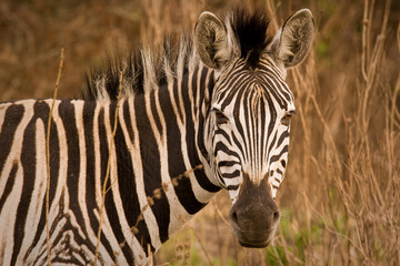 Fototapeta na wymiar Zebra portrait in the bush