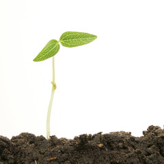 Single seedling