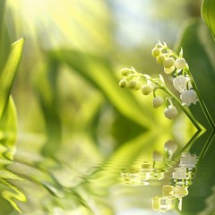Lilly of the valley in the forest at sunrise