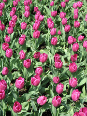 Tulips