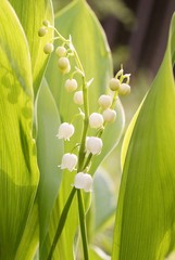Lilly of the valley in the forest at sunrise © Aniszewski