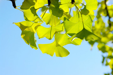Ginkgo biloba leaf.