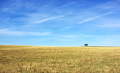 Obraz premium Field of alentejo region, Portugal