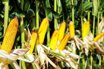 Yellow corn in agricultural field.