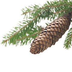 Fir cone and branch on a white background
