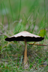 Closeup of mushroom