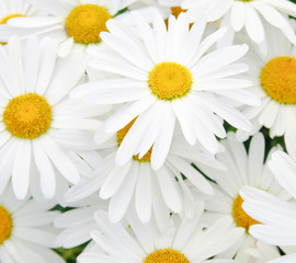 Daisy Background