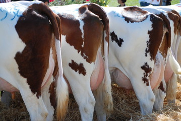 croupes de vaches