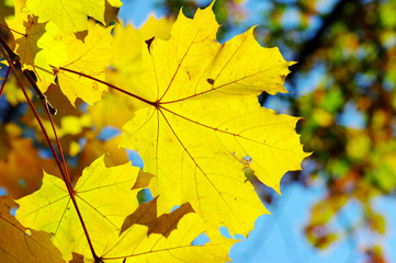 Yellow maple close-up