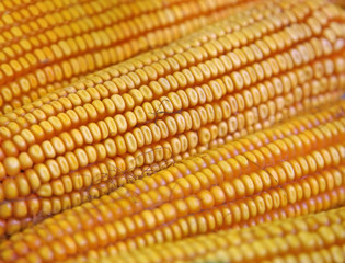 corn