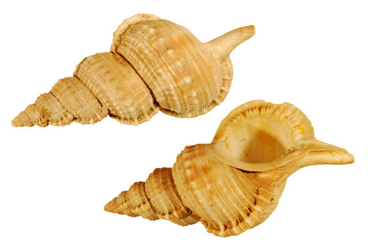 Nassaria magnifica (sopra e sotto)