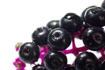 Phytolacca americana