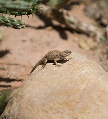 Naklejka premium desert lizard
