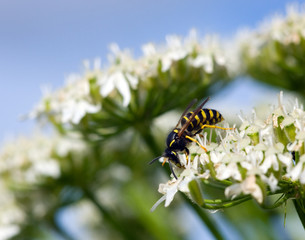 hoverfly on a flower