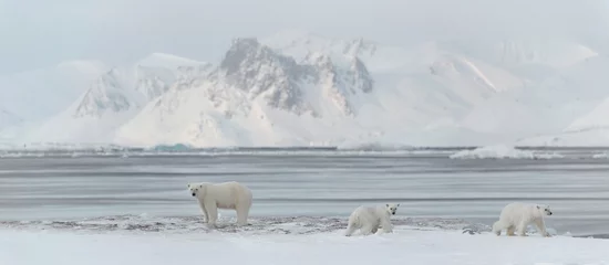 Foto op Aluminium 3 ijsberen © Incredible Arctic