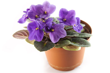 violet