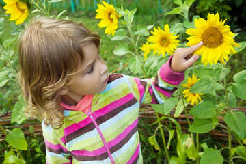Obraz na płótnie Canvas pretty Little Girl looks at sunflower in garden