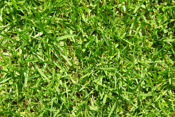 Green grass close-up