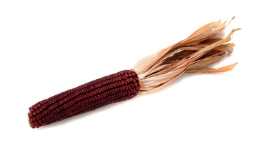 Indian corn on a white background